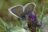 Polyommatus icarus