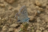 Polyommatus icarus