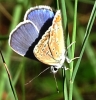 Polyommatus icarus