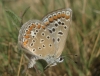 Polyommatus icarus