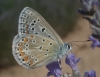 Polyommatus icarus