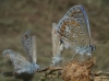 Polyommatus icarus
