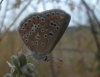 Polyommatus icarus