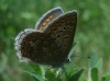 Polyommatus icarus