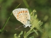 Polyommatus icarus