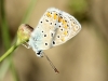 Polyommatus icarus