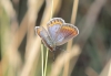 Polyommatus icarus