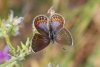 Polyommatus icarus