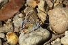 Polyommatus icarus
