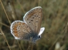 Polyommatus icarus