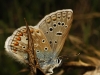 Polyommatus icarus