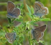Polyommatus icarus