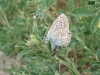 Polyommatus icarus