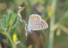 Polyommatus icarus