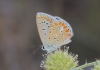 Polyommatus icarus