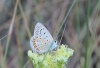 Polyommatus icarus