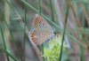 Polyommatus icarus