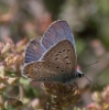Polyommatus icarus