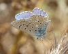 Polyommatus icarus