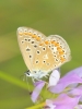 Polyommatus icarus