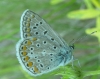 Polyommatus icarus
