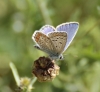 Polyommatus icarus