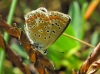Polyommatus icarus