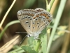Polyommatus icarus