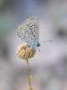 Polyommatus icarus