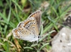 Polyommatus icarus