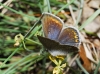 Polyommatus icarus