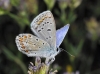 Polyommatus icarus