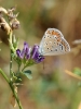Polyommatus icarus