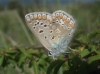 Polyommatus icarus
