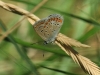 Polyommatus icarus
