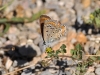 Polyommatus icarus