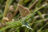 Polyommatus thersites