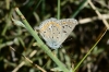 Polyommatus thersites