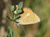 Polyommatus thersites