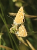 Polyommatus thersites