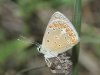 Polyommatus thersites