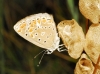 Polyommatus thersites