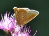 Polyommatus thersites