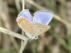 Polyommatus thersites