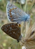 Polyommatus (Polyommatus) icarus