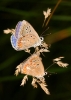 Polyommatus (Polyommatus) thersites