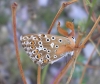 Polyommatus albicans