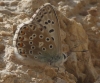 Polyommatus albicans