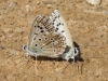Polyommatus albicans