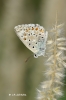 Polyommatus albicans